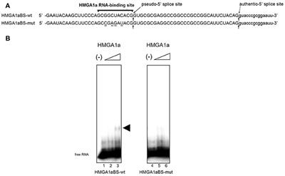 HMGA1a Induces Alternative Splicing of the Estrogen Receptor-αlpha Gene by Trapping U1 snRNP to an Upstream Pseudo-5′ Splice Site